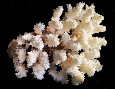 珊瑚 珊瑚虫 珊瑚色 龙虾卵