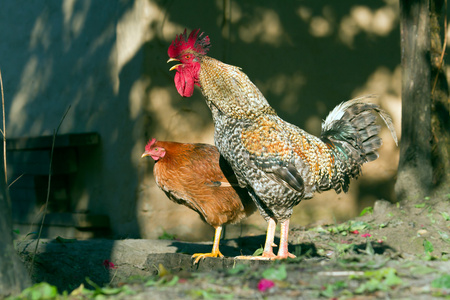 家养母鸡和家禽在尼泊尔