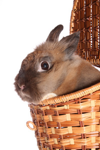 篮子里的小兔子。