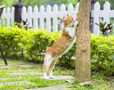 可爱的猫咪站和爪子放到树的分支