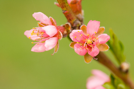 桃花