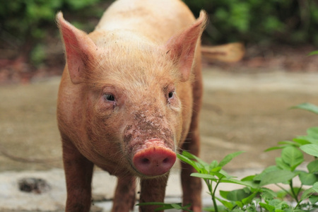 猪 猪肉 令人不快(或讨厌)的人 金属块(锭)照片
