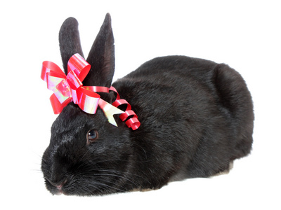 黑兔带着红色的蝴蝶结。