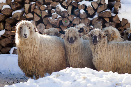 卷曲的羊冬季图片