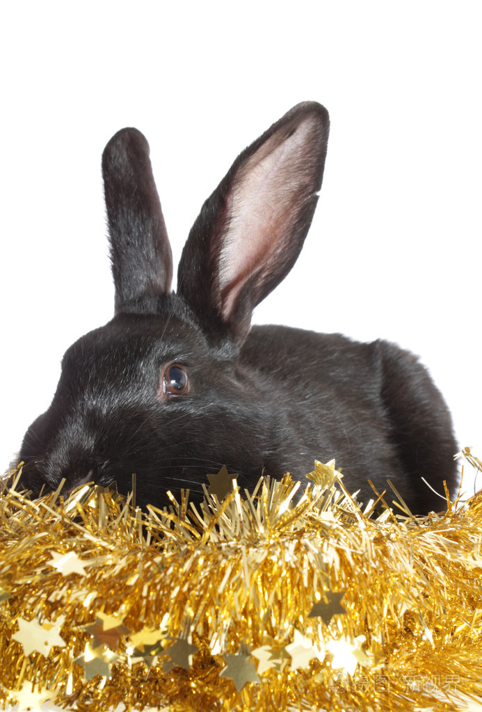 黑兔在一个罐头里