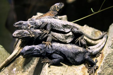 爬行动物 卑鄙的人照片