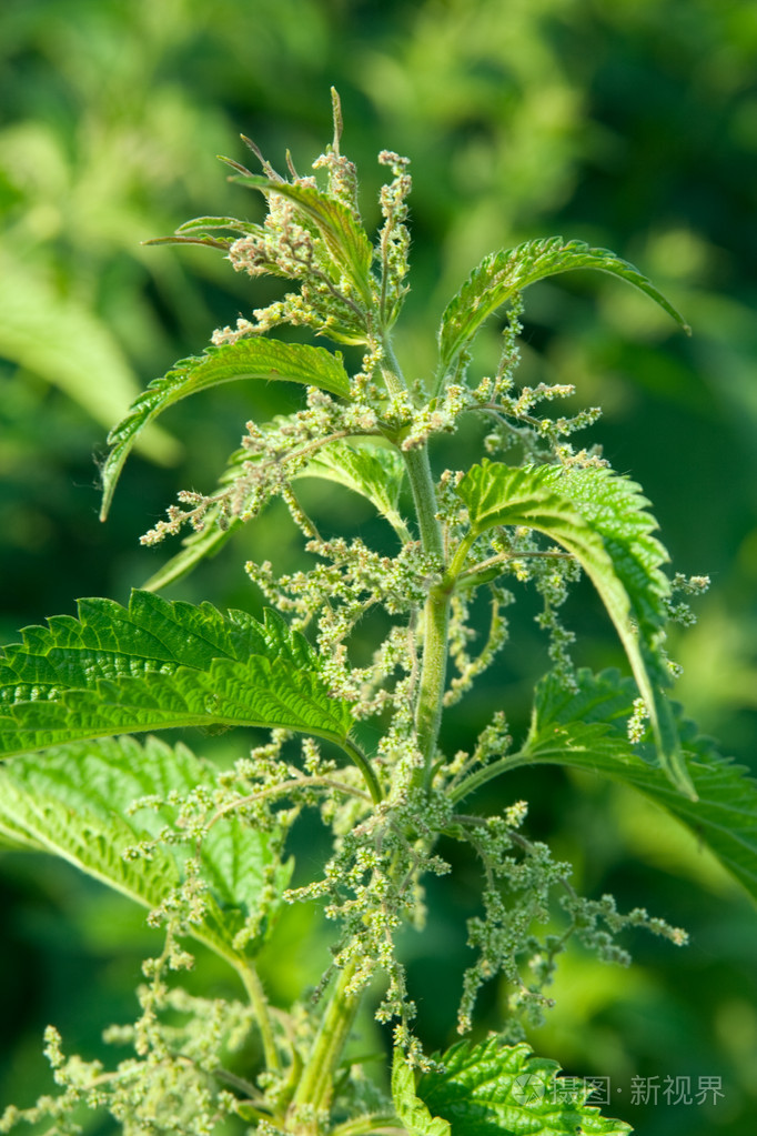 荨麻的绿叶