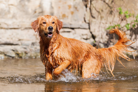 年轻的黄金猎犬，走在一条河