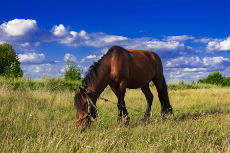 马在草地上。美丽的马和夏天的字段
