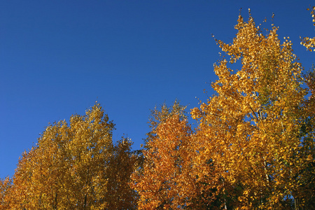 公园里的秋树