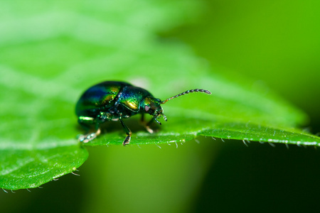 绿色甲虫图片