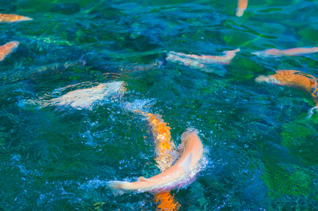 五彩鳟鱼游泳照片