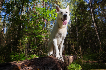 白色瑞士牧羊犬