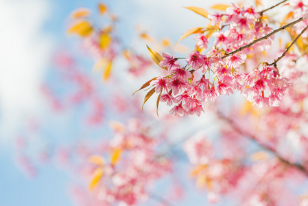 樱花花或樱花