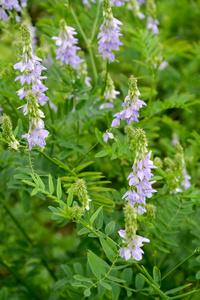 朵朵药用山羊 山羊 rue 山羊药用