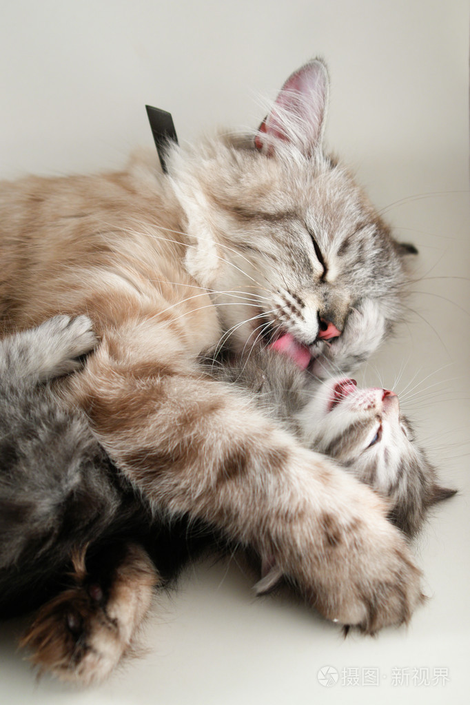 猫和她的小猫拥抱