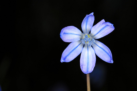 好绵兰大花在深色背景上绵兰大花照片