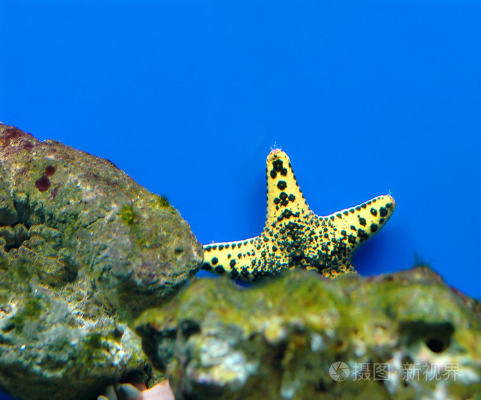 海星一种海洋动物