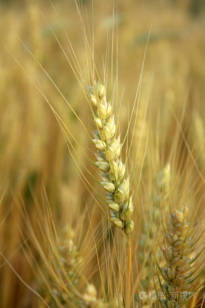 在该字段中的金黄小麦