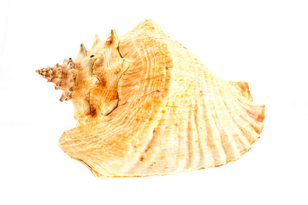 大海贝壳