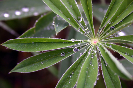 雨中的花朵图片