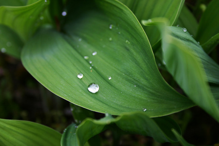 雨中的花朵图片