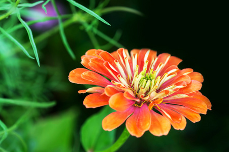 绽放的鲜花。非洲菊