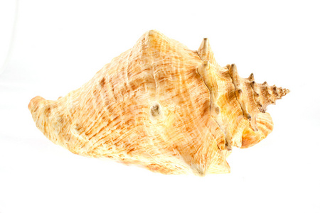 大海贝壳图片