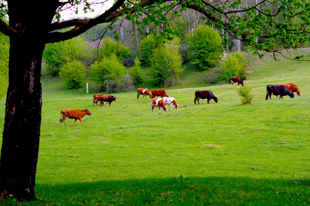 在绿色牧场放牧的奶牛