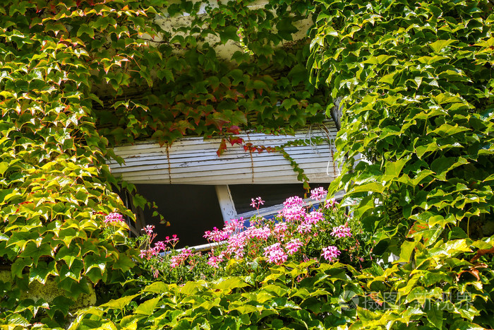 窗口有的房子墙上覆盖着长春藤