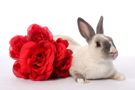 兔子和玫瑰