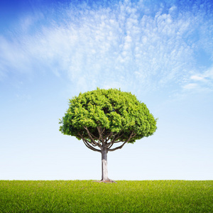 场的那棵大树照片