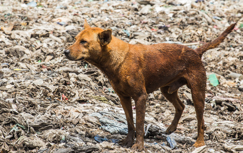 垃圾场的狗狗住在垃圾照片