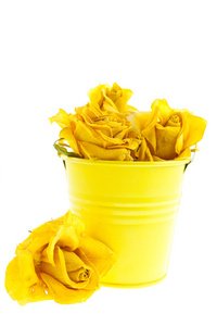 桶里的干黄玫瑰