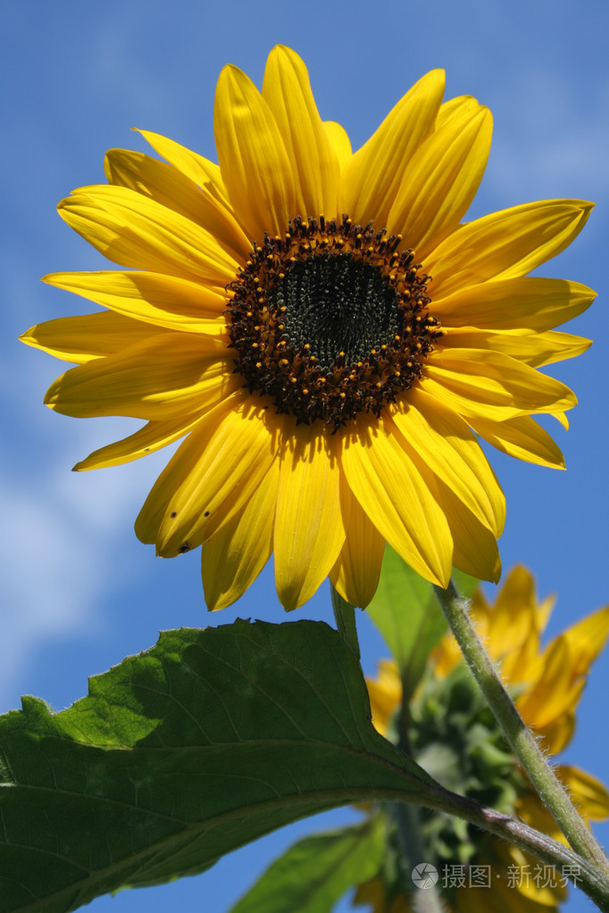 向日葵对抗蓝天