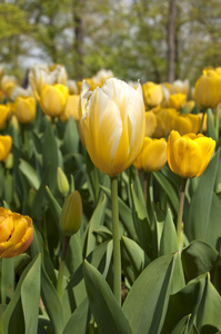 郁金香 tulip的名词复数 