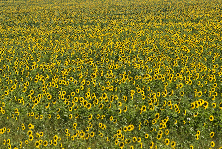 向日葵，葵花 sunflower的名词复数 