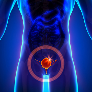 膀胱-男性解剖人体器官-x 射线视图照片