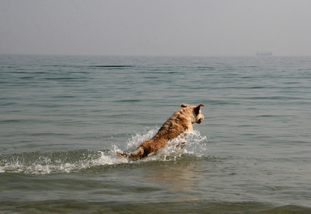 在海上奔跑的猎犬