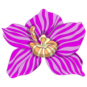 粉色条纹蝴蝶兰。矢量图。用手绘图