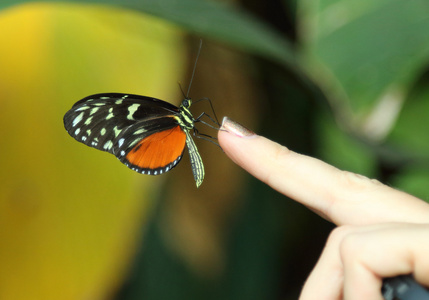 黑色橙色蝴蝶搁在指尖上图片
