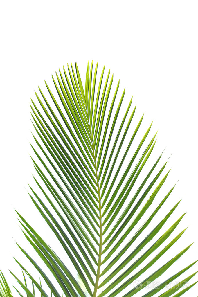 棕榈树的叶子