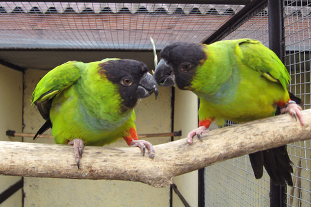 鹦鹉 parrot的名词复数  应声虫，学舌者