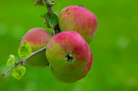 [美国口语]棒球 [美国英语][保龄球]坏球 苹果属植物的果实(如野生
