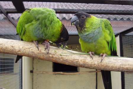 鹦鹉 parrot的名词复数  应声虫，学舌者