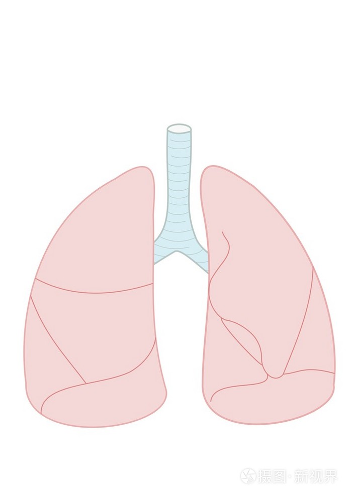 肺lung的名词复数肺脏