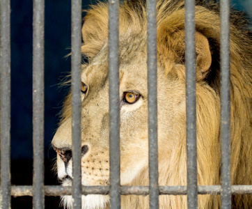 狮子和嘉年华的笼子里图片