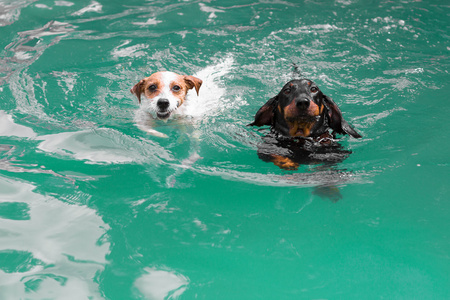 两个可爱有趣的狗游泳照片