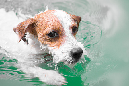 可爱的小狗游泳