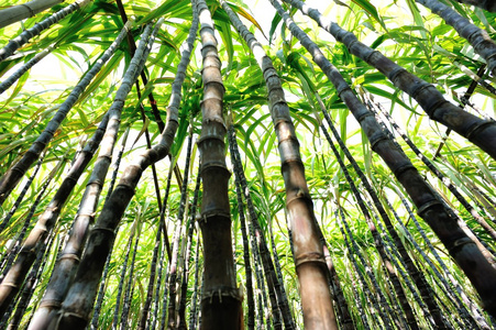 甘蔗植株中字段